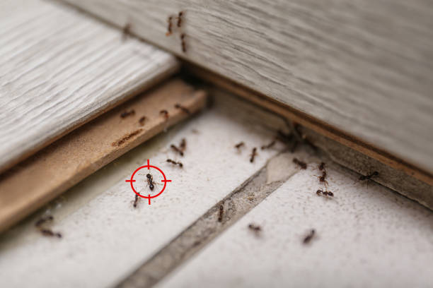 Best Pest Inspection Near Me  in Dupont, PA